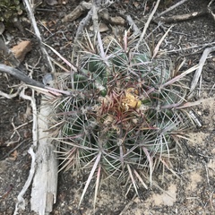 Ferocactus viridescens