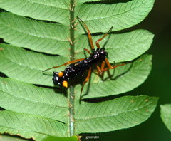 Micrathena spitzi