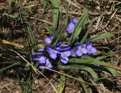 Tradescantia subacaulis