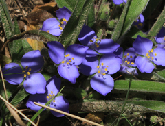Tradescantia subacaulis