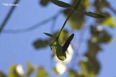 Pereute charops leonilae