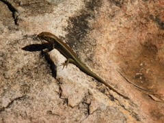 Liopholis personata