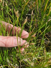 Eleocharis montevidensis