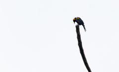 Icterus cayanensis chrysocephalus