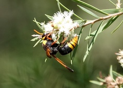 Rhynchium superbum
