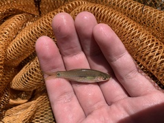 Rasbora notura