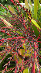Aechmea blanchetiana