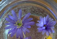 Anemonoides apennina