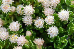 Baccharis magellanica
