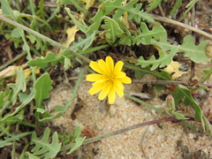 Launaea sarmentosa