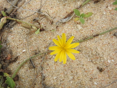 Launaea sarmentosa