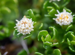 Baccharis magellanica