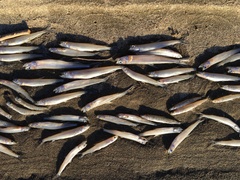 Rainbow Smelt photo 5