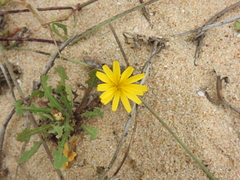Launaea sarmentosa