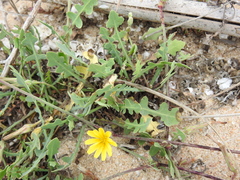 Launaea sarmentosa