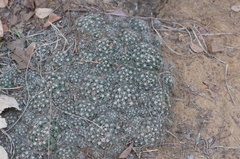 Escobaria missouriensis