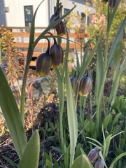 Fritillaria uva-vulpis