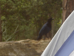 Cyanocorax caeruleus