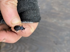 Sphaeroderus stenostomus lecontei