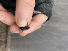 Sphaeroderus stenostomus lecontei