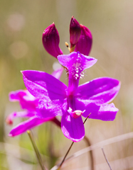 Calopogon tuberosus tuberosus