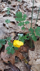 Stylophorum diphyllum