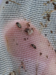 Mystonectes panaminti