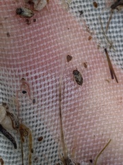 Mystonectes panaminti