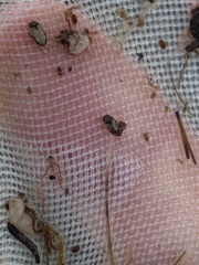 Mystonectes panaminti