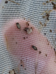 Mystonectes panaminti