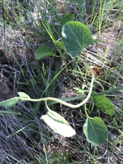 Aristolochia californica