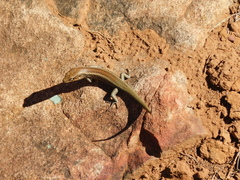 Liopholis personata