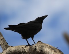 Corvus bennetti