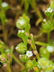 Plagiobothrys acanthocarpus