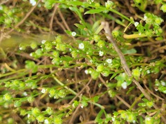 Plagiobothrys acanthocarpus