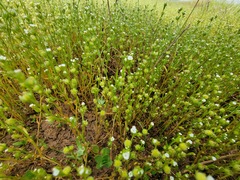 Plagiobothrys acanthocarpus