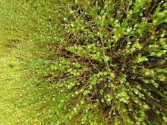 Plagiobothrys acanthocarpus