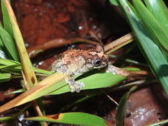 Dendropsophus acreanus