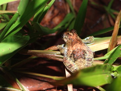 Dendropsophus acreanus