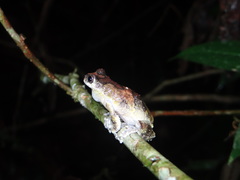 Dendropsophus acreanus