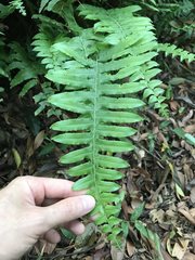 Microlepia hookeriana