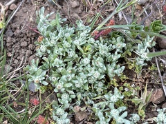 Psilocarphus brevissimus