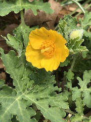 Stylophorum diphyllum