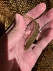 Poropuntius deauratus