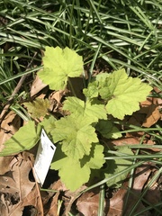 Tiarella stolonifera