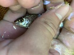 Poropuntius deauratus