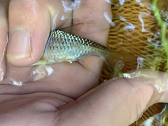 Poropuntius deauratus