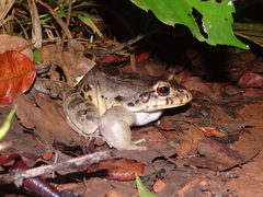 Leptodactylus knudseni