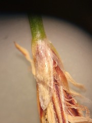 Eleocharis montevidensis