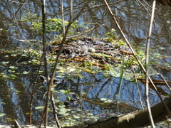 Podilymbus podiceps